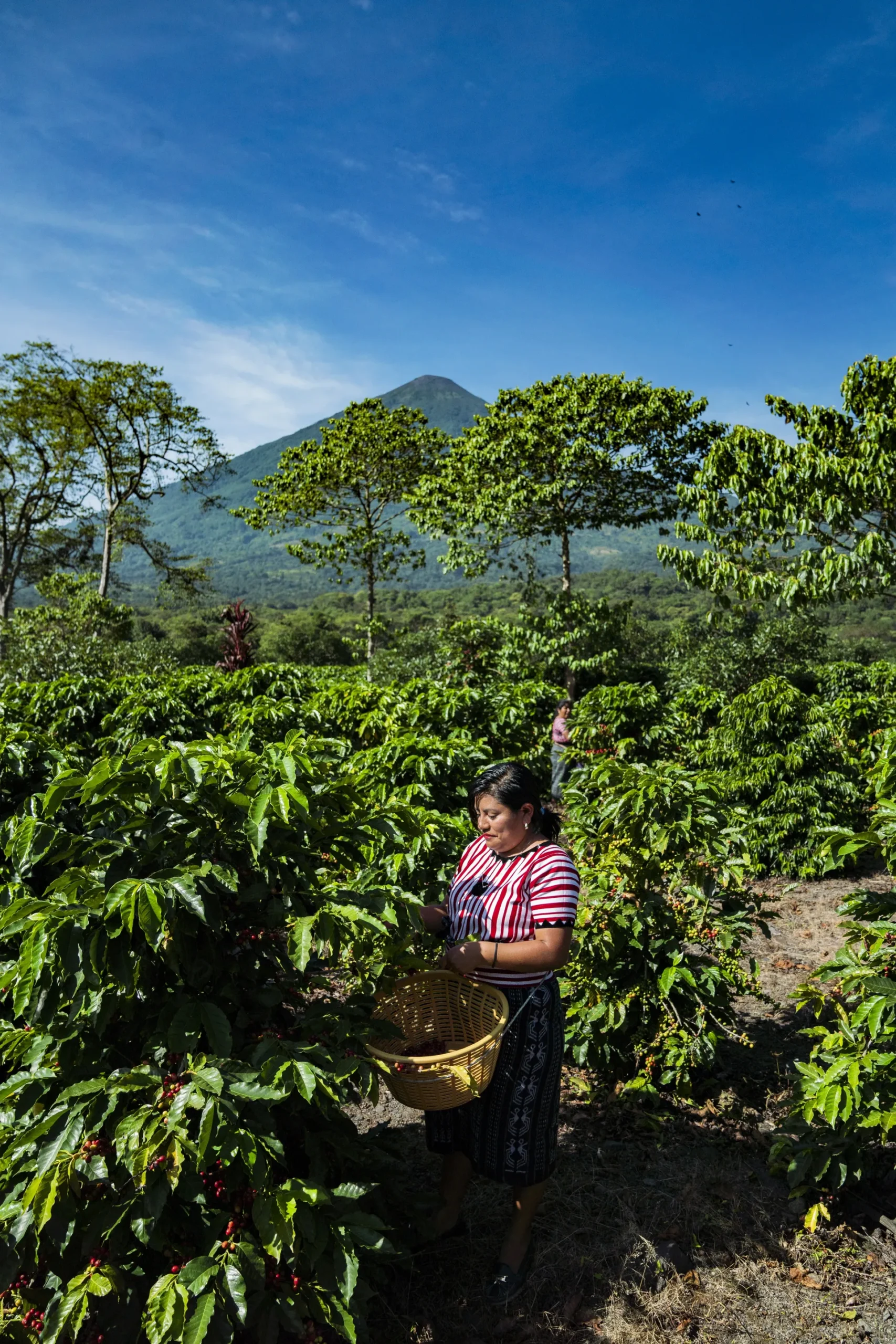 PAMPOJILÁ picking